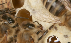 Entnahme von Honig